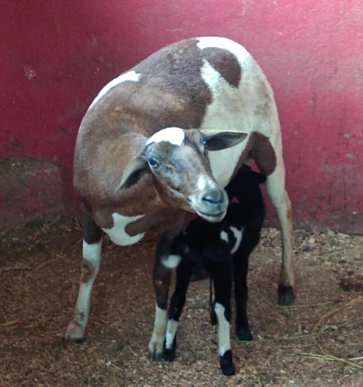 Aldeia Parque Pousada Rural Sao Roque  Ngoại thất bức ảnh