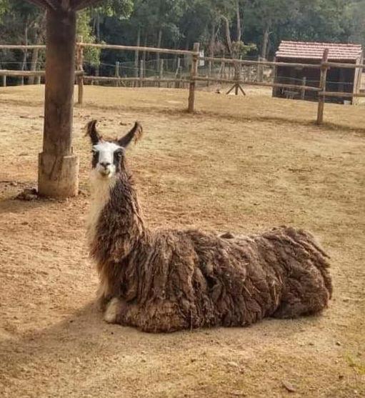 Aldeia Parque Pousada Rural Sao Roque  Ngoại thất bức ảnh