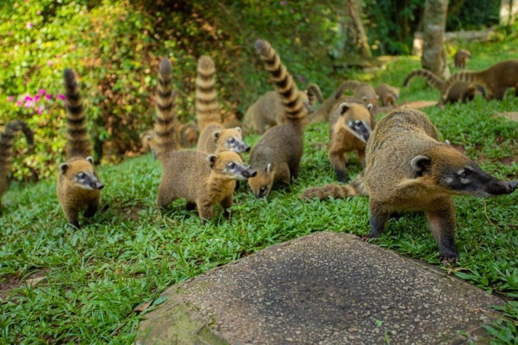 Aldeia Parque Pousada Rural Sao Roque  Ngoại thất bức ảnh