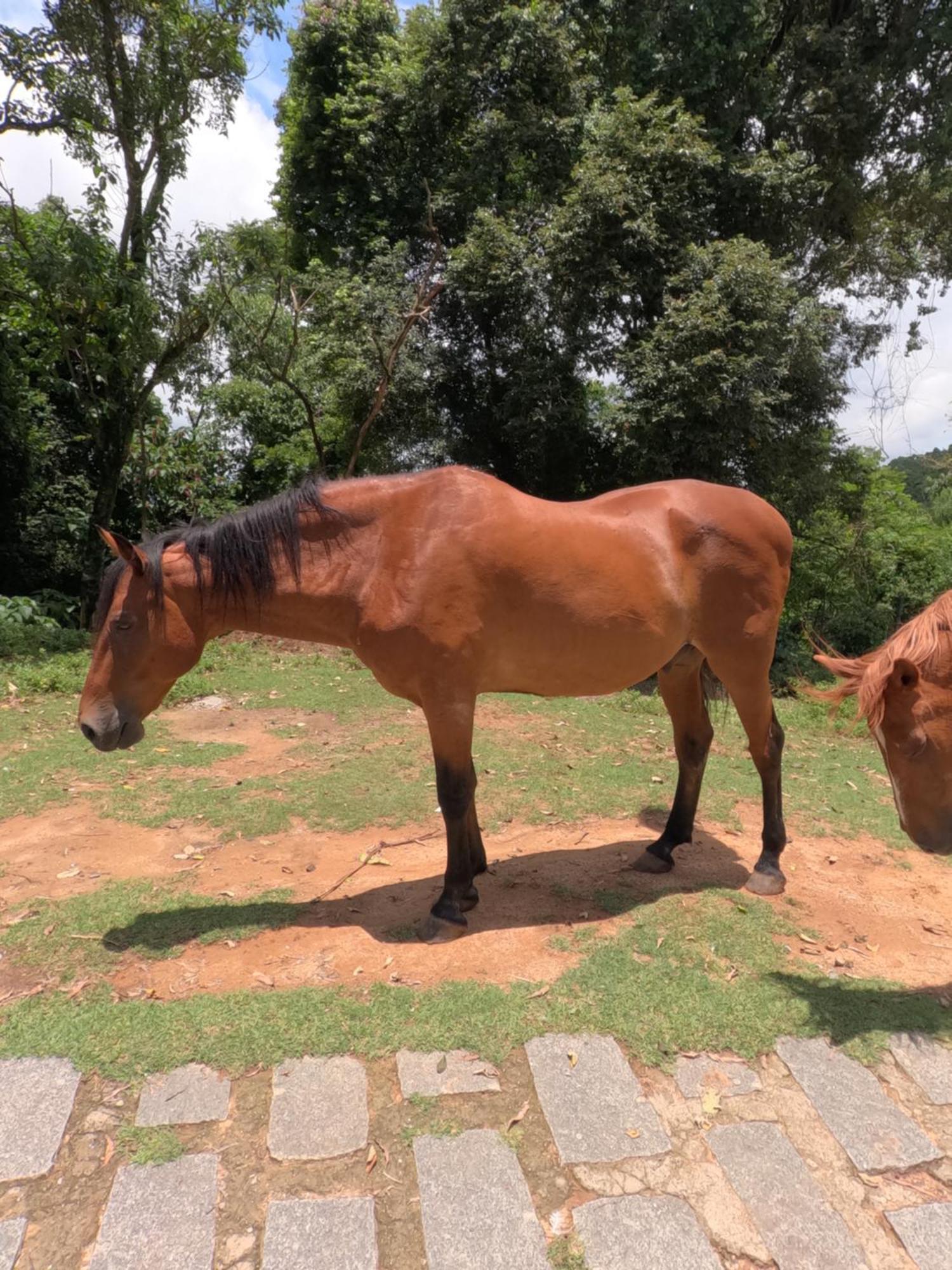 Aldeia Parque Pousada Rural Sao Roque  Ngoại thất bức ảnh